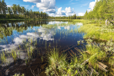 Wetlands